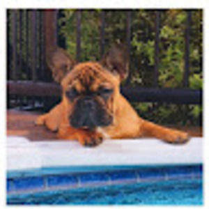 Meet your Posher, Allie